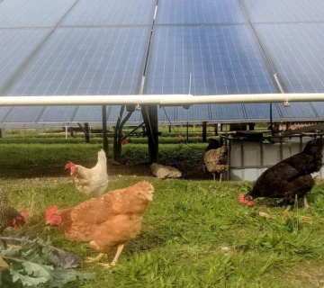 سوله مرغداری خورشیدی