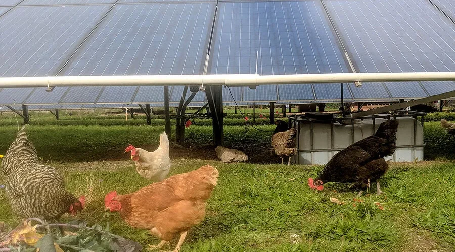 سوله مرغداری خورشیدی